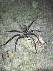 Heteropoda lunula