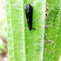 Mystacides azureus