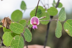 Galactia brachystachys