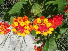 Lantana urticoides