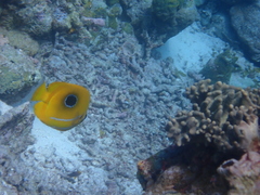 Chaetodon bennetti