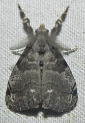 Dasychira vagans