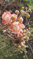 Couroupita guianensis