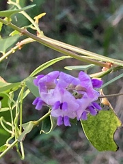 Glycine