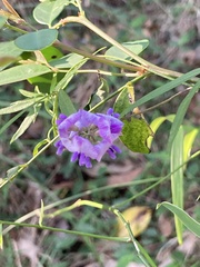 Glycine
