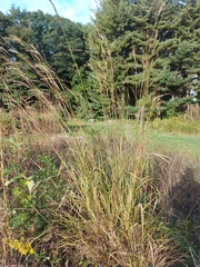 Sorghastrum nutans