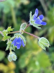Erodium crinitum