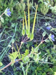 Erodium crinitum