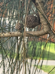 Allocasuarina verticillata