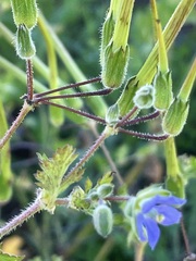 Erodium crinitum