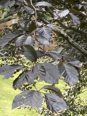 Fagus