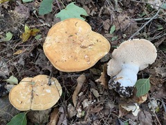 Hydnum subolympicum