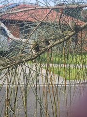 Allocasuarina verticillata