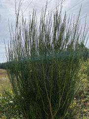 Cytisus scoparius