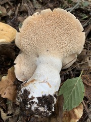 Hydnum subolympicum
