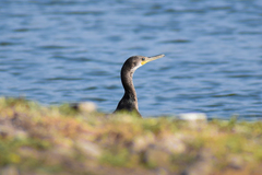 Phalacrocorax fuscicollis