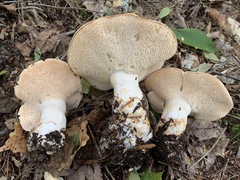 Hydnum subolympicum