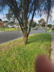 Allocasuarina verticillata