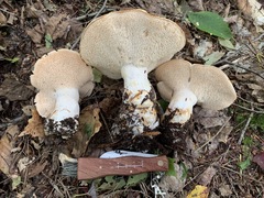 Hydnum subolympicum