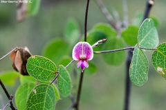 Galactia brachystachys