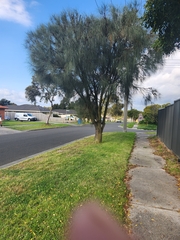 Allocasuarina verticillata