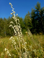 Artemisia sericea