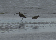 Numenius madagascariensis