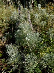 Artemisia sericea