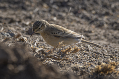 Anthus godlewskii