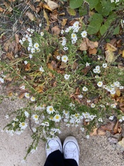 Felicia erigeroides