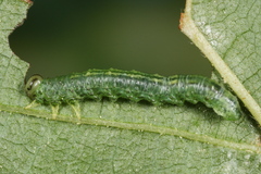 Euura glutinosae