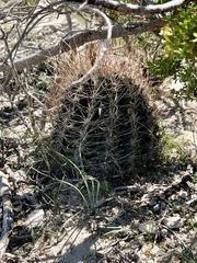 Hamatocactus hamatacanthus