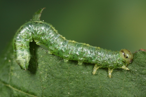 Green Alder Nematine