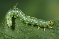Euura glutinosae