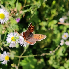 Lycaena phlaeas