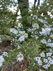 Felicia erigeroides