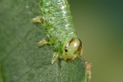 Euura glutinosae
