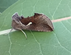 Anagrapha falcifera