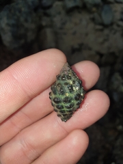 Tenguella marginalba