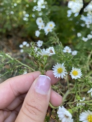 Felicia erigeroides