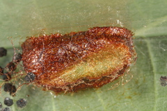 Euura glutinosae