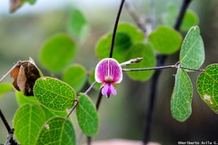 Galactia brachystachys