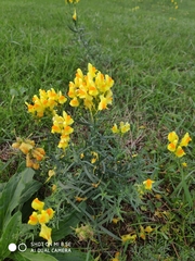 Linaria