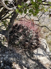 Hamatocactus hamatacanthus