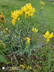 Linaria