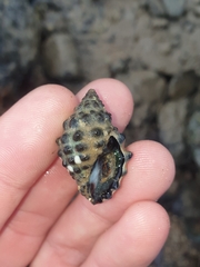 Tenguella marginalba