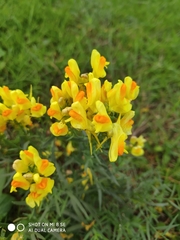 Linaria