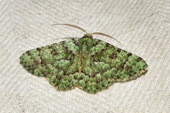 Aeolochroma hypochromaria