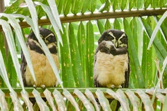 Pulsatrix perspicillata