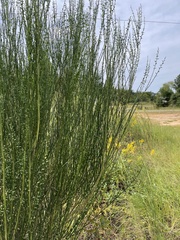 Cytisus scoparius